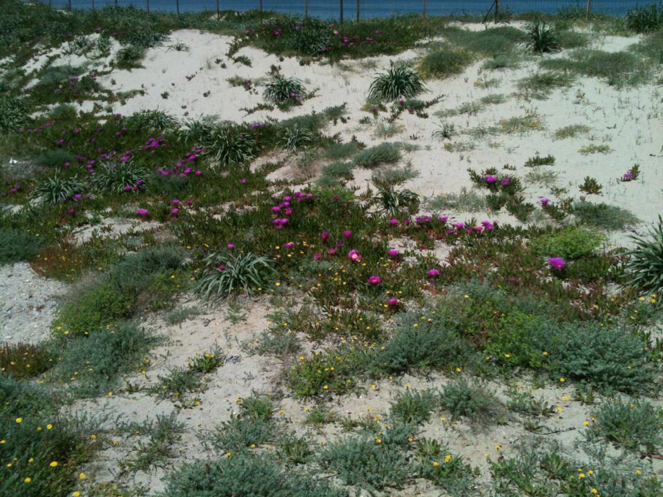Camping Golfo Dell'Asinara プラタモナ エクステリア 写真